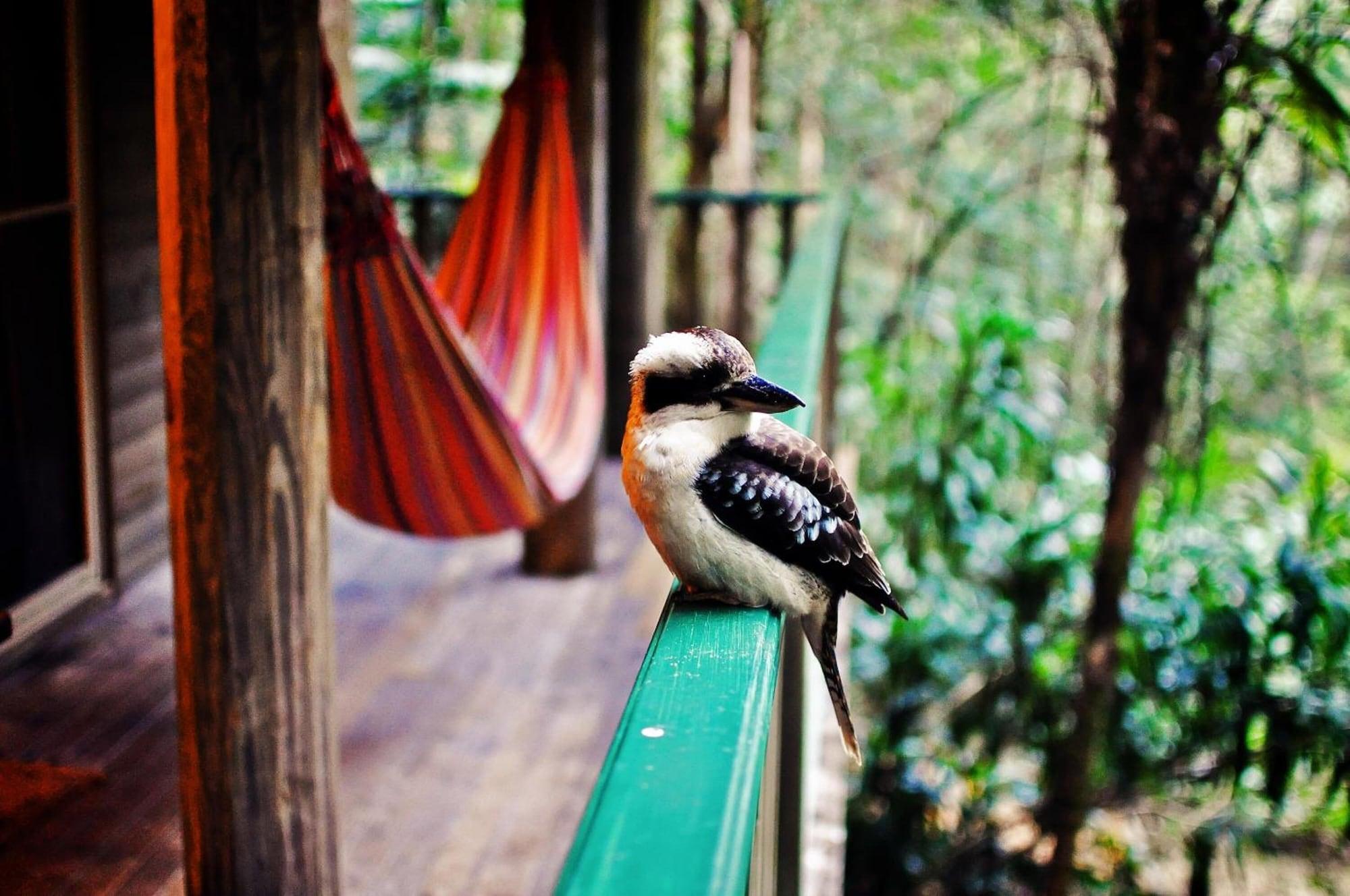Narrows Escape Rainforest Retreat Montville Buitenkant foto