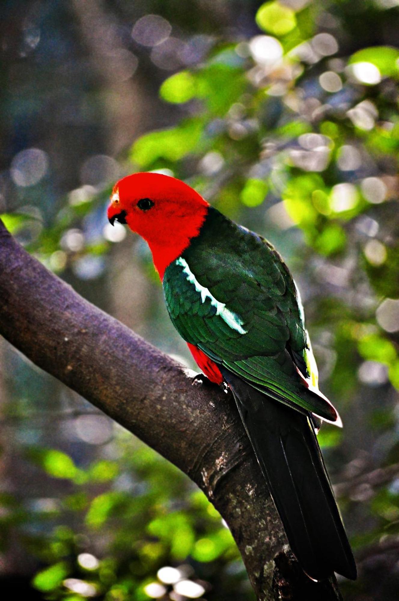 Narrows Escape Rainforest Retreat Montville Buitenkant foto