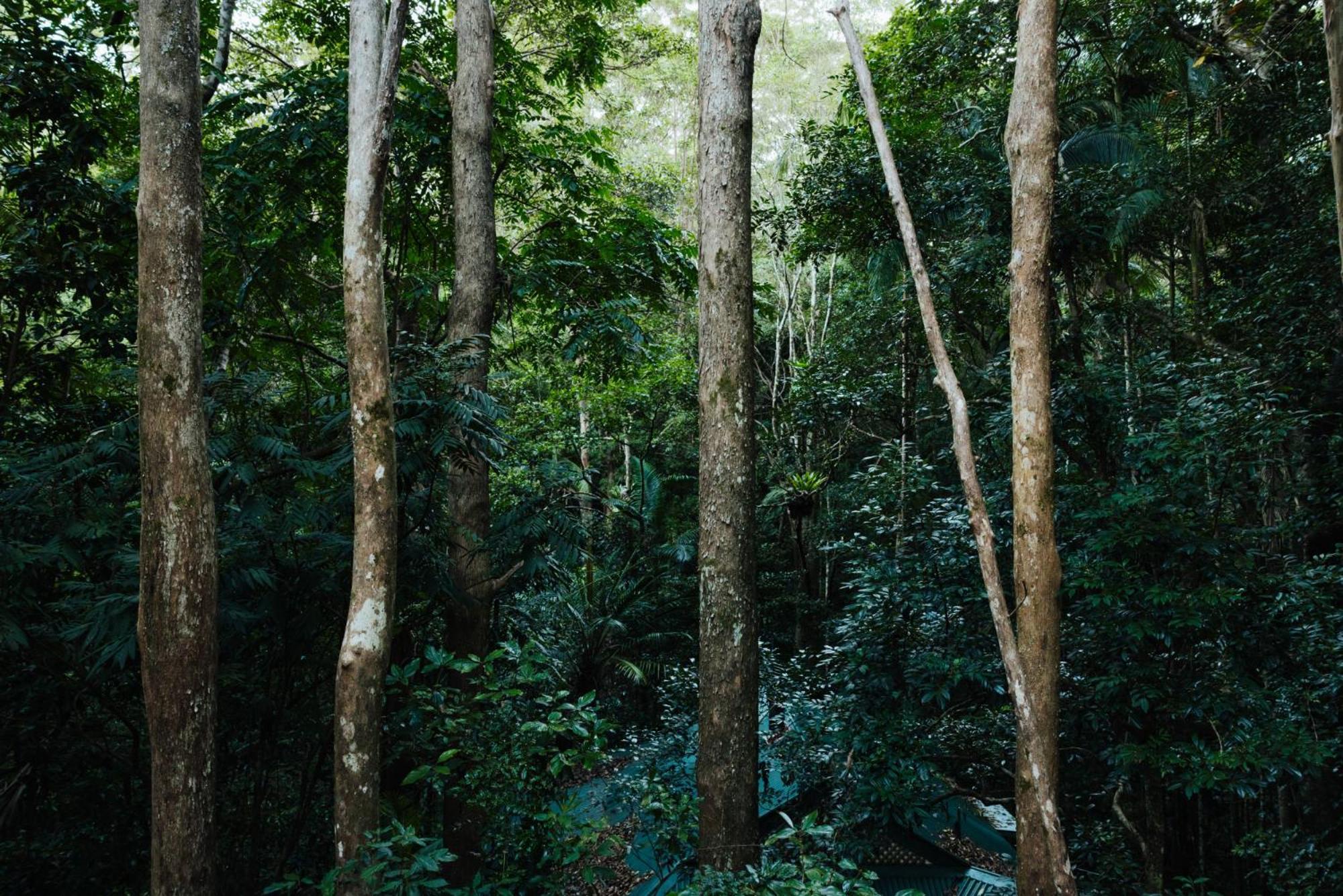 Narrows Escape Rainforest Retreat Montville Buitenkant foto