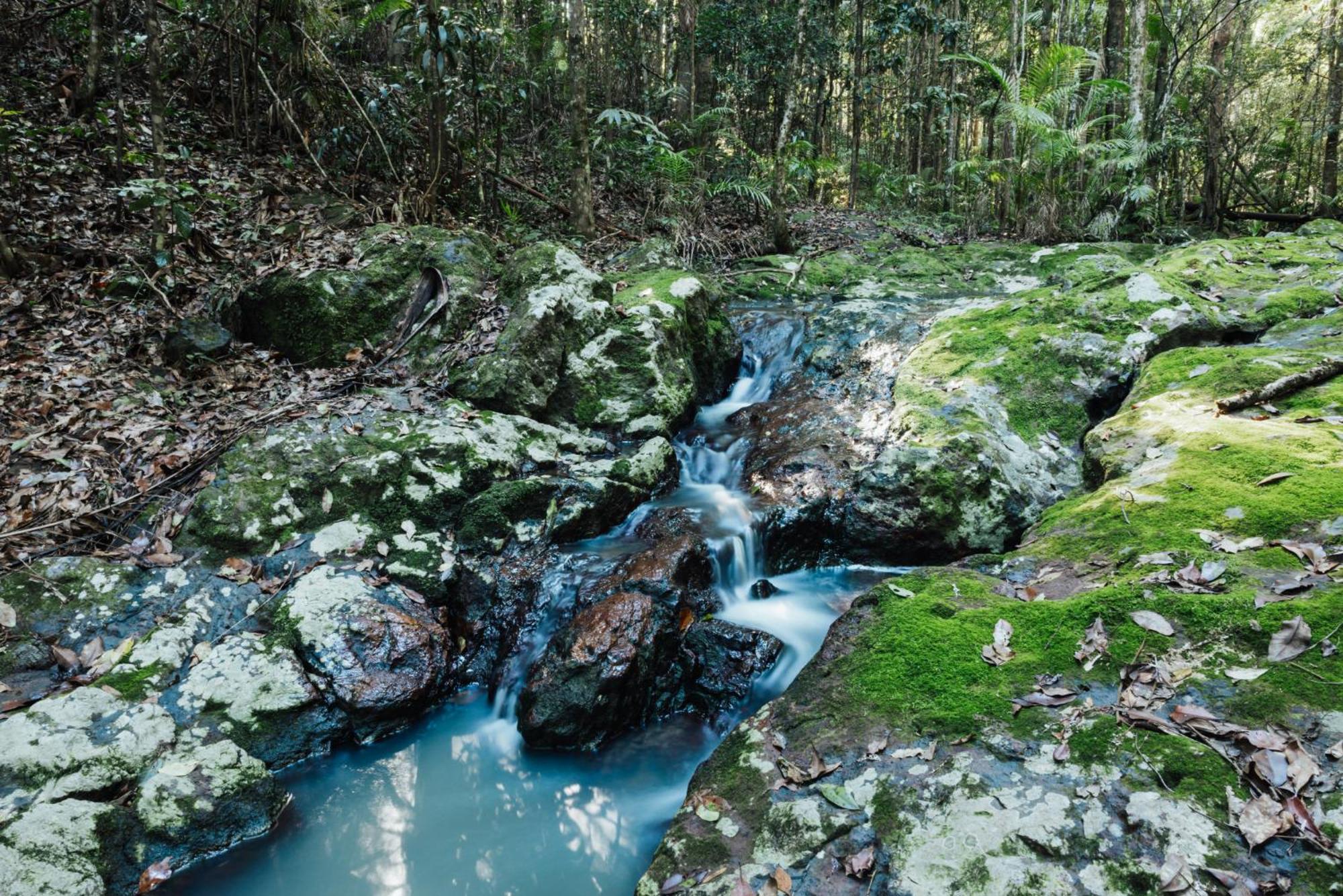 Narrows Escape Rainforest Retreat Montville Buitenkant foto