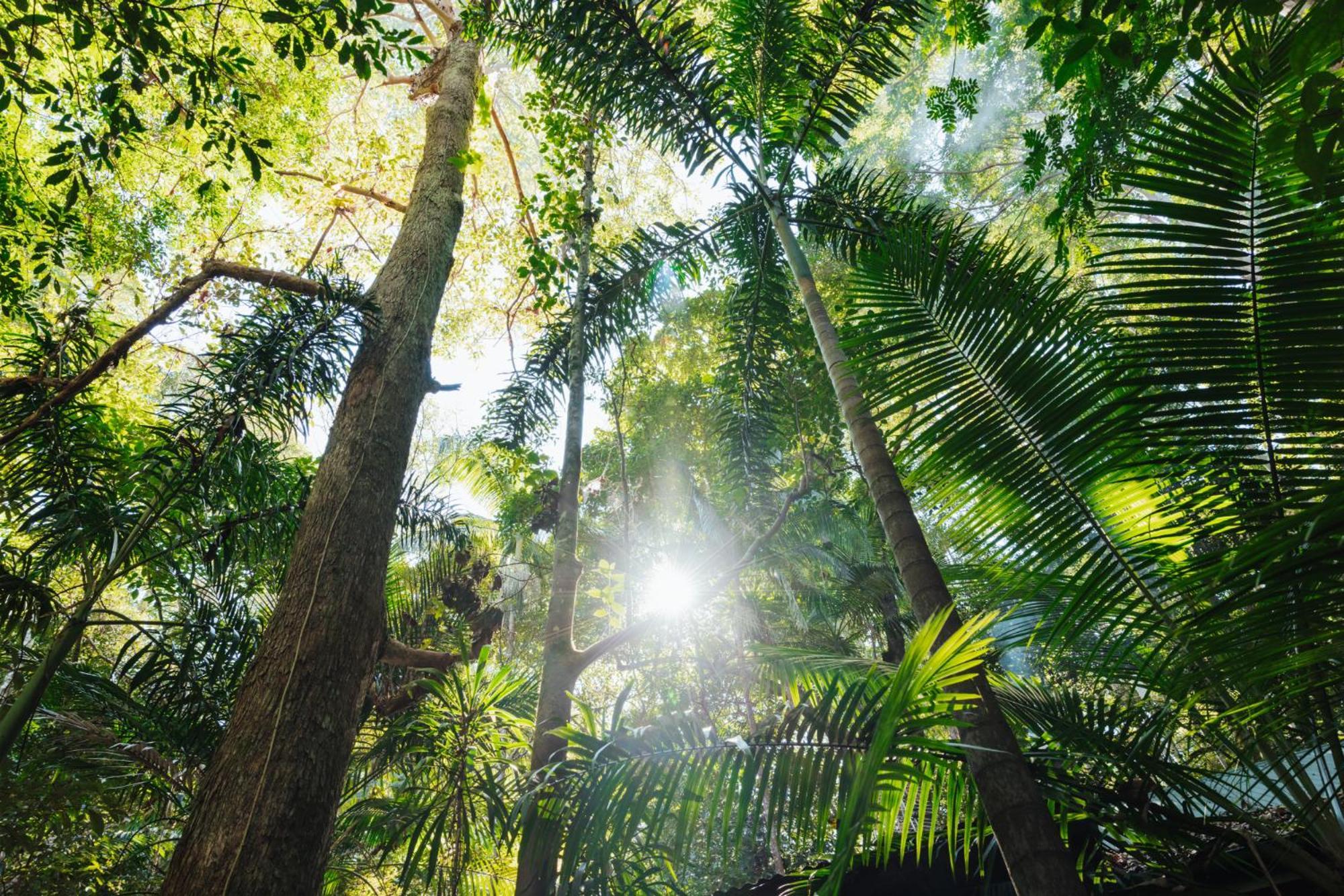 Narrows Escape Rainforest Retreat Montville Buitenkant foto